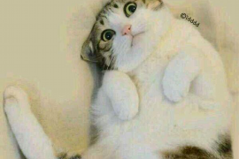 岳普湖债务清欠服务